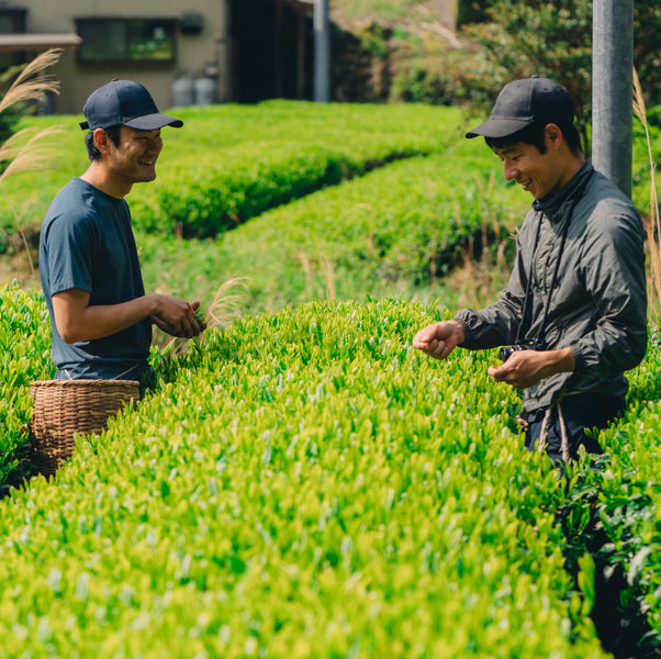 Meet the Producers: Organic GABA Green Tea