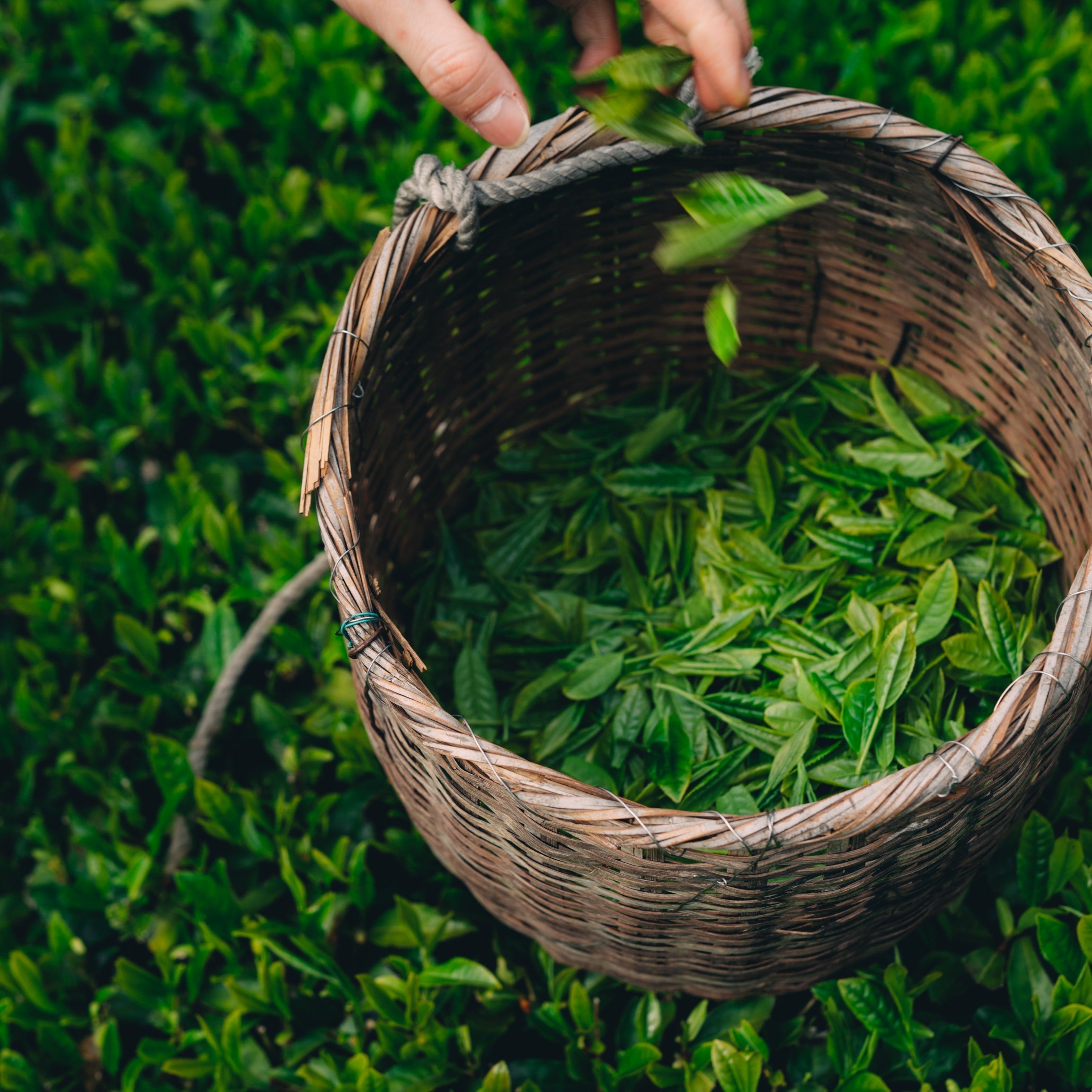 Labor Day Sale – Den's Tea