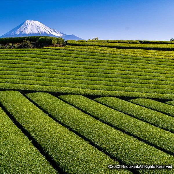 2022 Sencha and Fukamushi Sencha