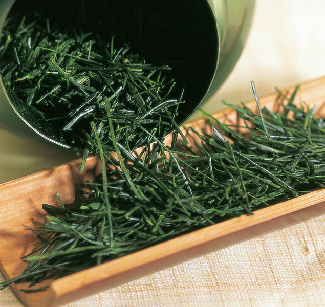 Shincha Harvest Begins