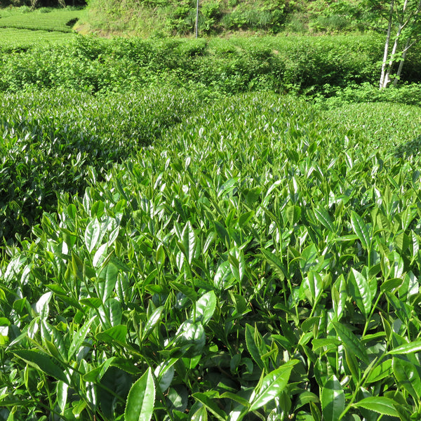 More teas in stock with the 2024 harvest